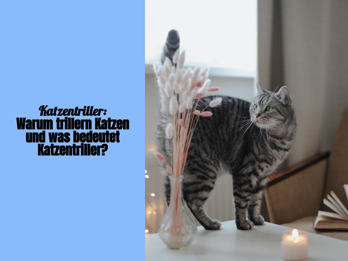 Katzentriller: Warum trillern Katzen und was bedeutet Katzentriller?