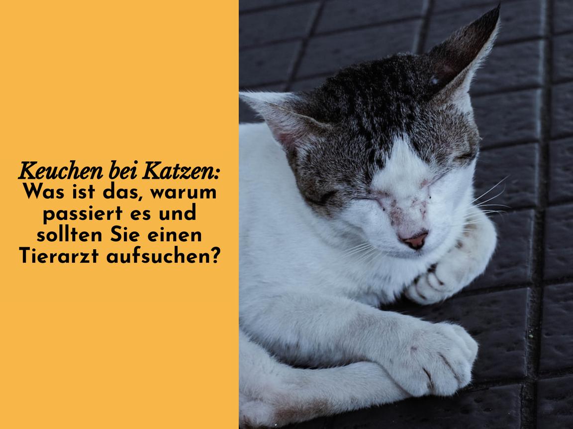 Keuchen bei Katzen: Was ist das, warum passiert es und sollten Sie einen Tierarzt aufsuchen?