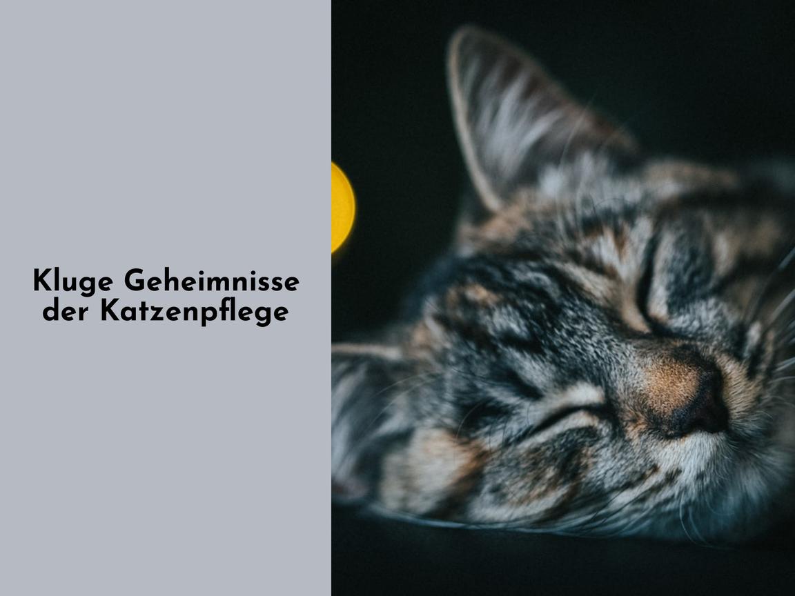 Kluge Geheimnisse der Katzenpflege