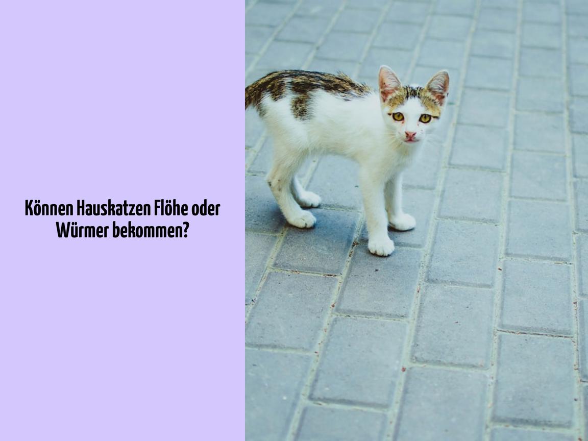 Können Hauskatzen Flöhe oder Würmer bekommen?