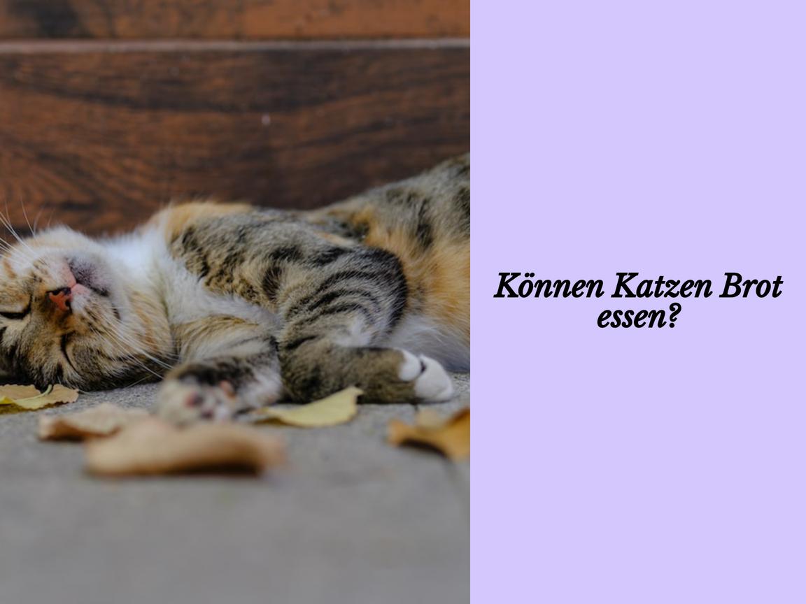 Können Katzen Brot essen?