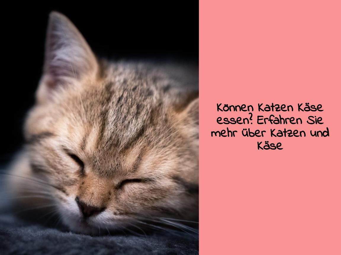 Können Katzen Käse essen? Erfahren Sie mehr über Katzen und Käse