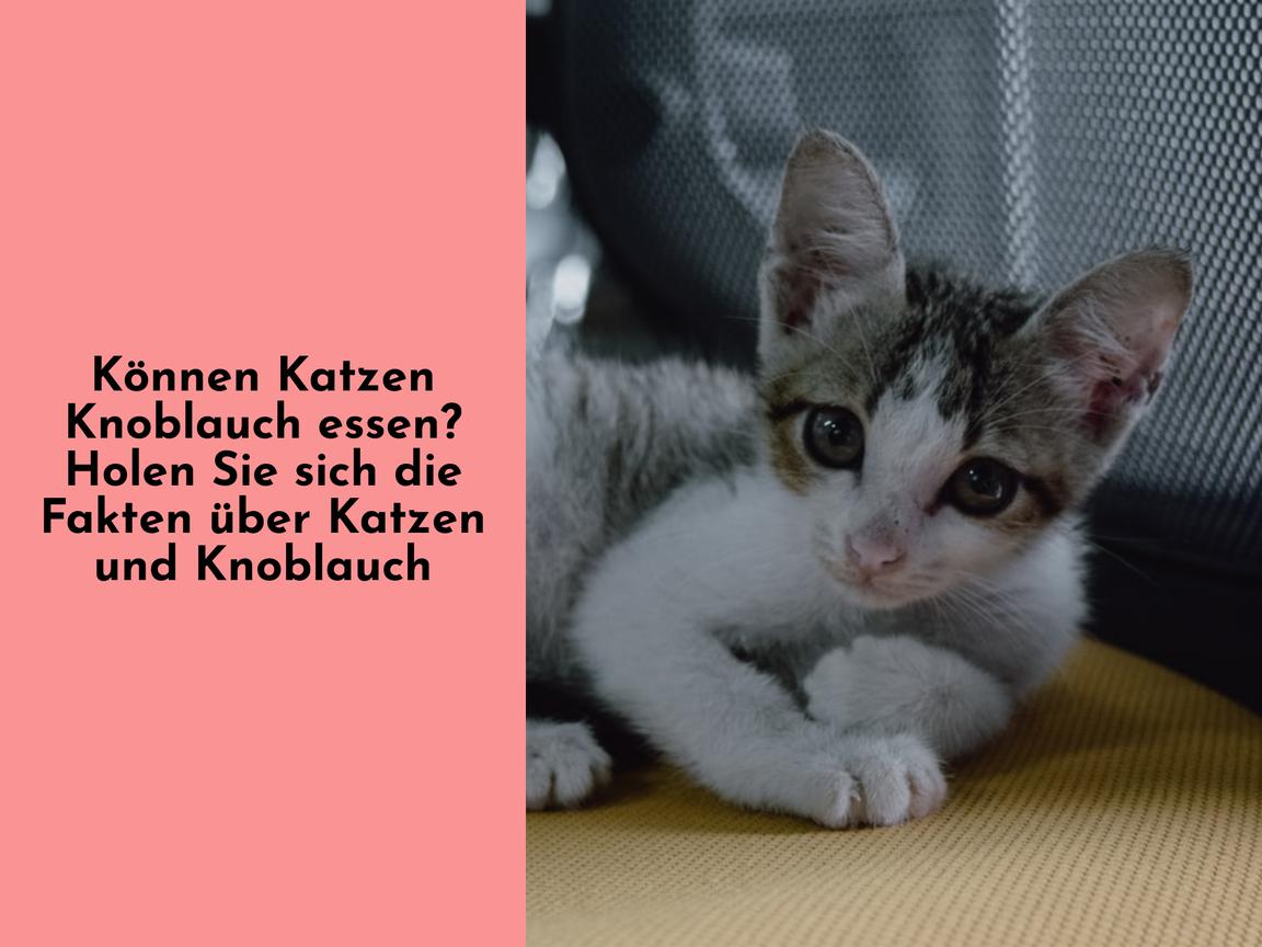 Können Katzen Knoblauch essen? Holen Sie sich die Fakten über Katzen und Knoblauch