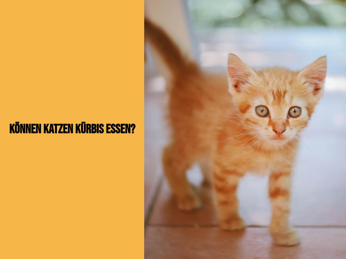 Können Katzen Kürbis essen?