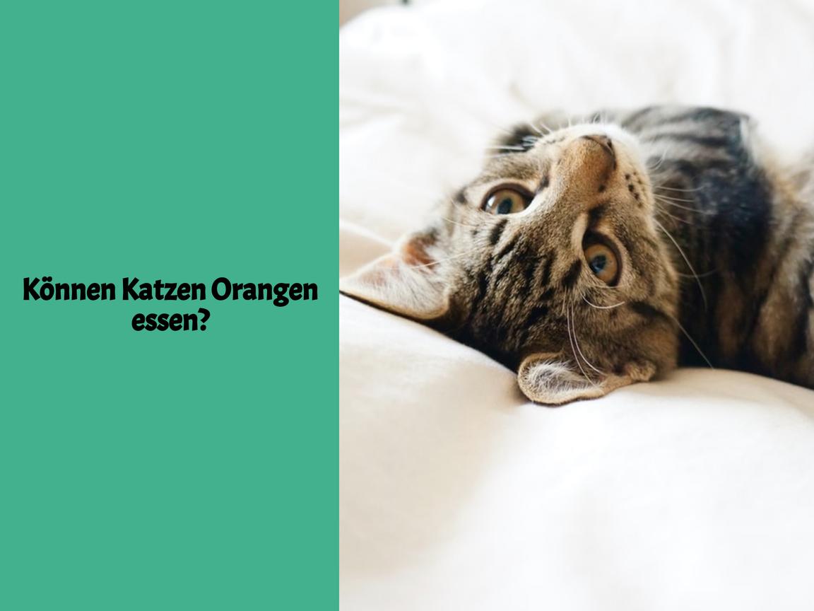 Können Katzen Orangen essen?