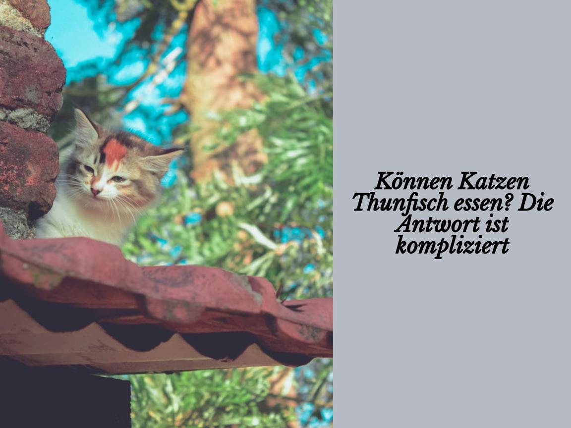 Können Katzen Thunfisch essen? Die Antwort ist kompliziert