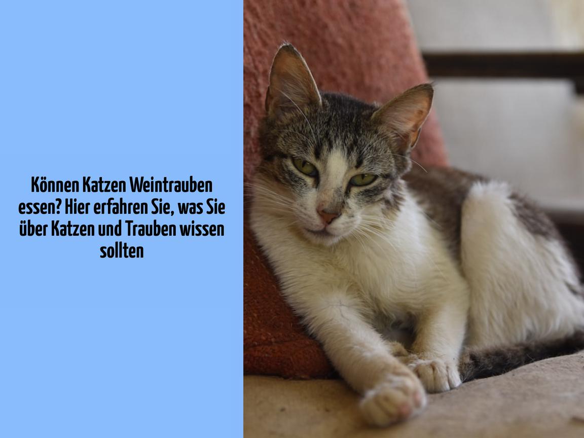 Können Katzen Weintrauben essen? Hier erfahren Sie, was Sie über Katzen und Trauben wissen sollten