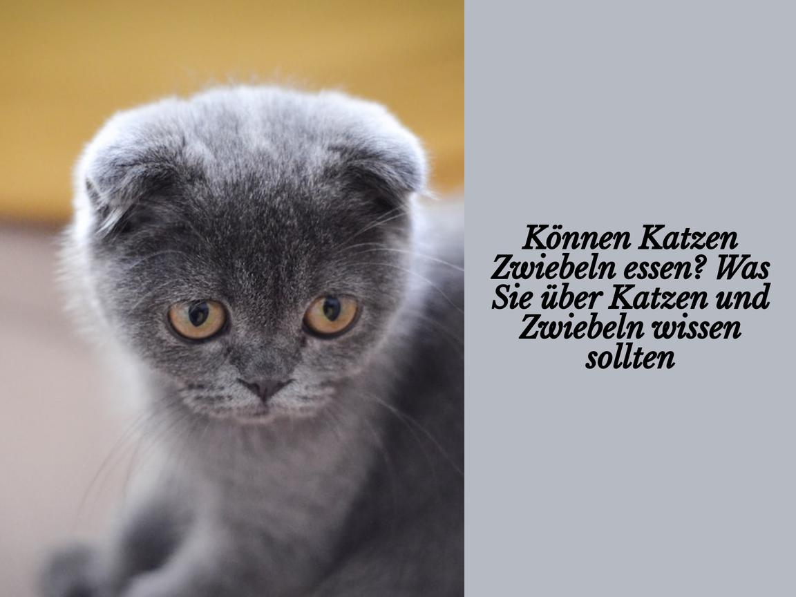 Können Katzen Zwiebeln essen? Was Sie über Katzen und Zwiebeln wissen sollten