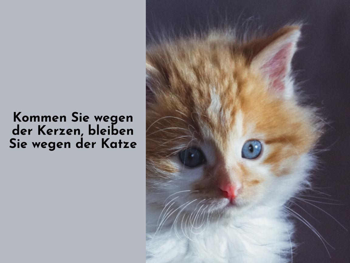 Kommen Sie wegen der Kerzen, bleiben Sie wegen der Katze