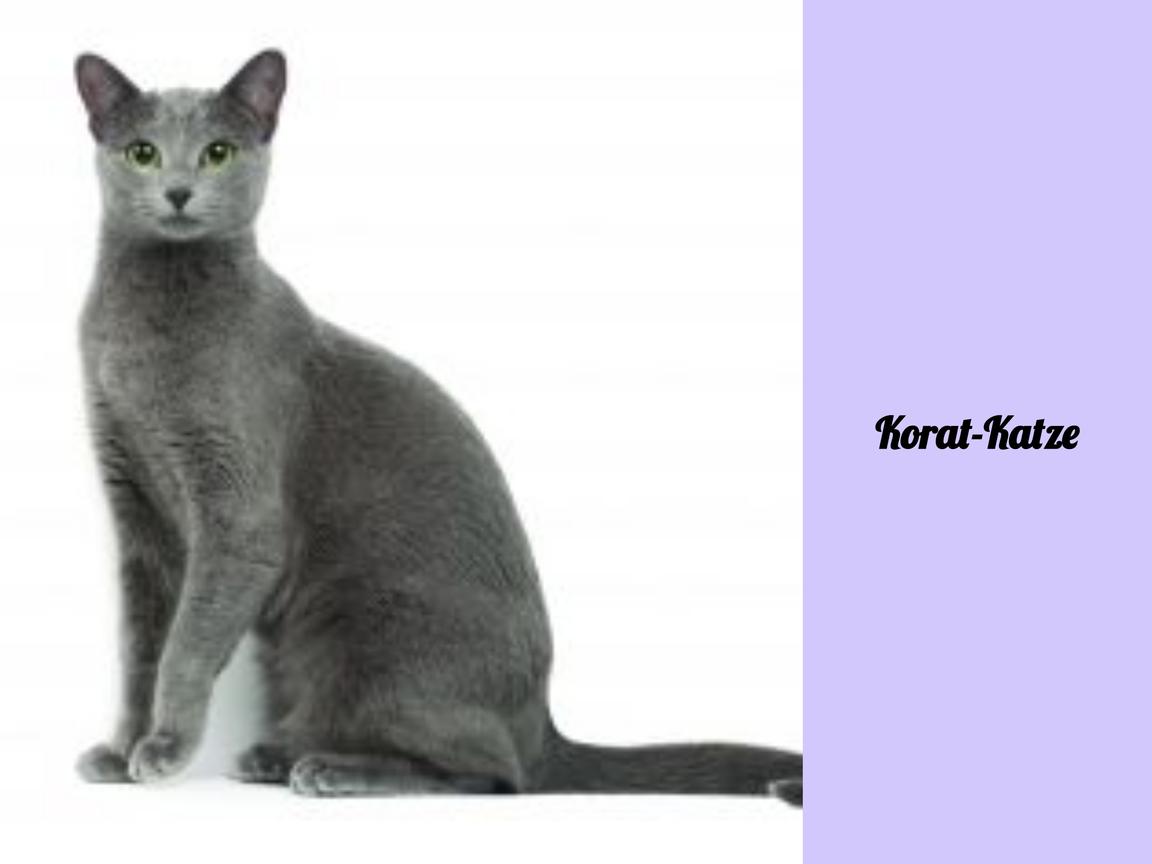 Korat-Katze