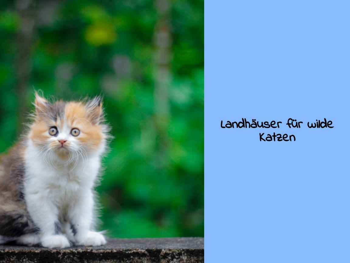 Landhäuser für wilde Katzen