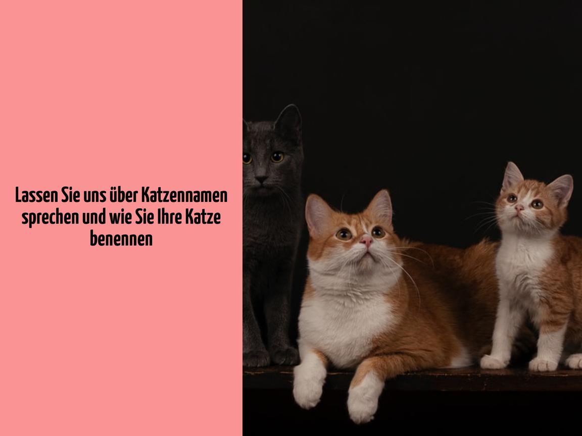 Lassen Sie uns über Katzennamen sprechen und wie Sie Ihre Katze benennen