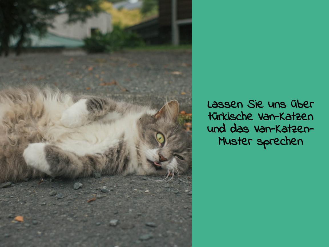 Lassen Sie uns über türkische Van-Katzen und das Van-Katzen-Muster sprechen