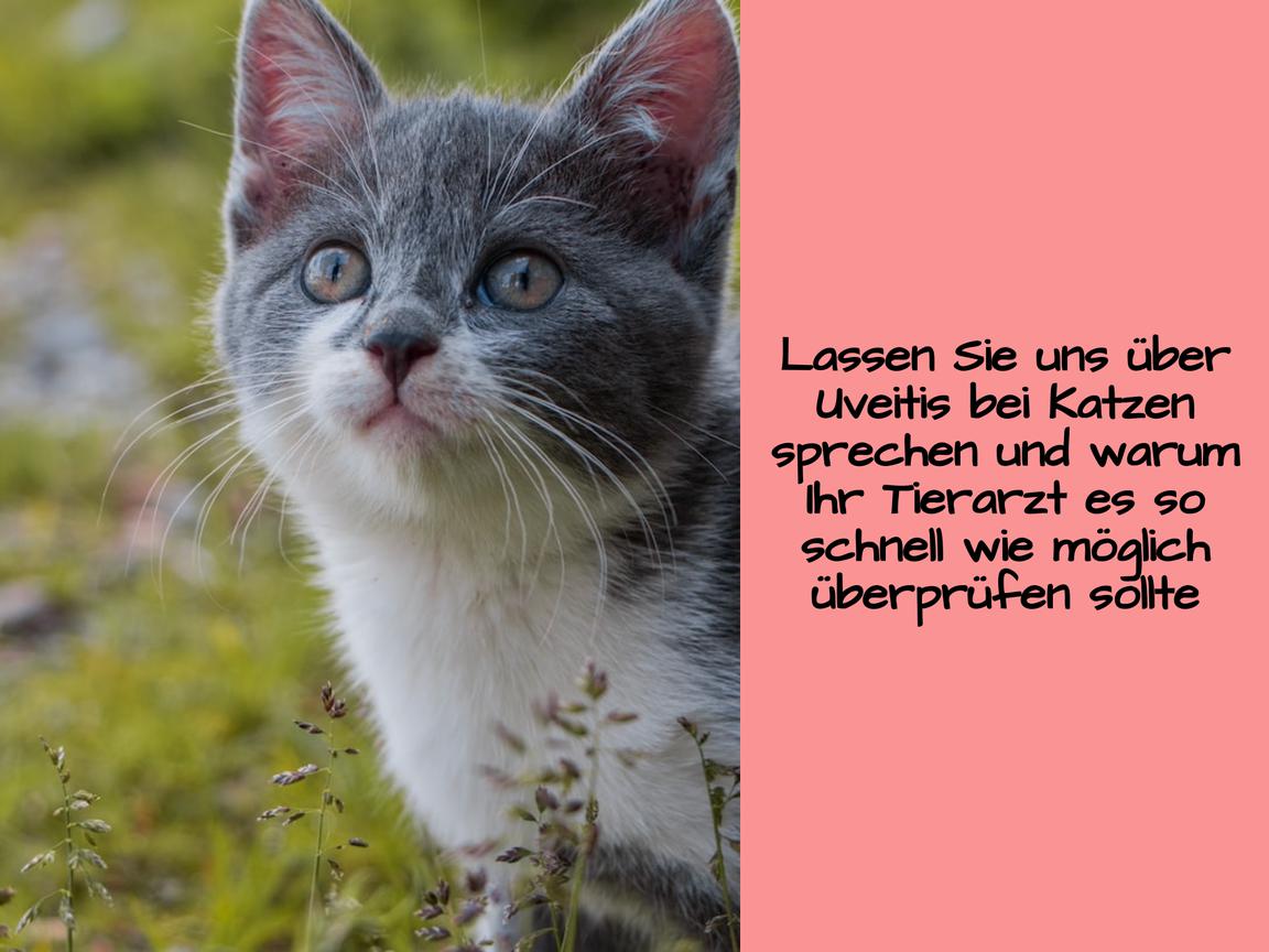 Lassen Sie uns über Uveitis bei Katzen sprechen und warum Ihr Tierarzt es so schnell wie möglich überprüfen sollte