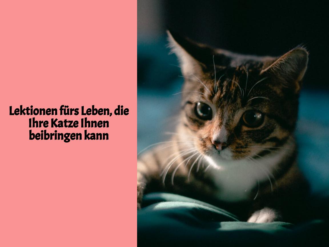 Lektionen fürs Leben, die Ihre Katze Ihnen beibringen kann