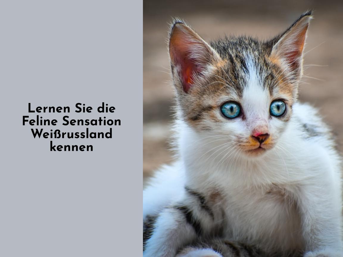 Lernen Sie die Feline Sensation Weißrussland kennen