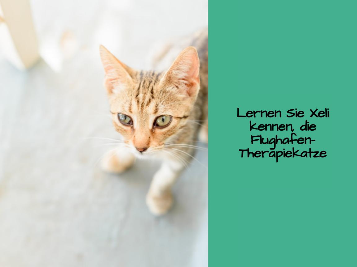 Lernen Sie Xeli kennen, die Flughafen-Therapiekatze