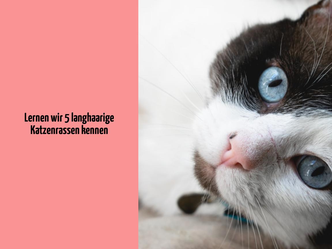 Lernen wir 5 langhaarige Katzenrassen kennen