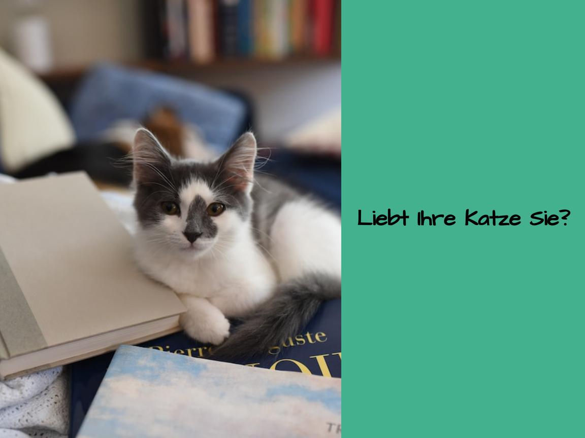 Liebt Ihre Katze Sie?