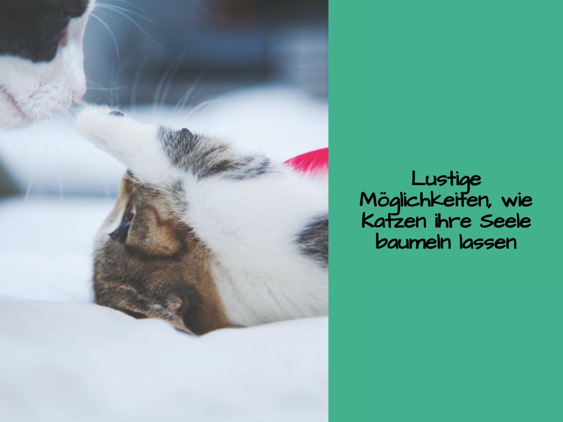 Lustige Möglichkeiten, wie Katzen ihre Seele baumeln lassen