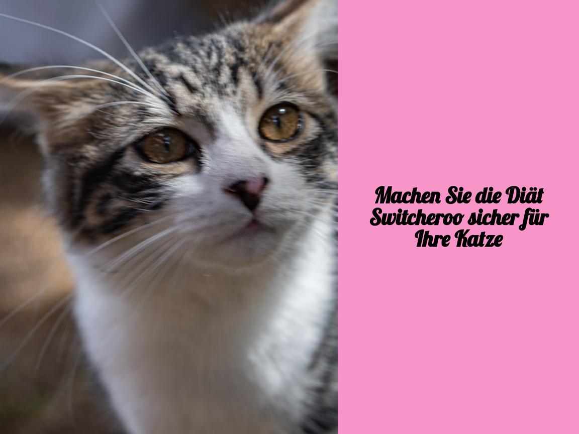 Machen Sie die Diät Switcheroo sicher für Ihre Katze