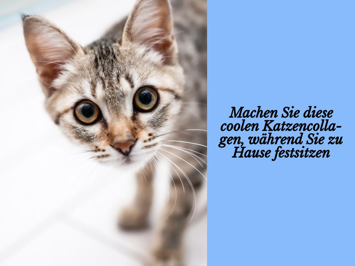 Machen Sie diese coolen Katzencollagen, während Sie zu Hause festsitzen