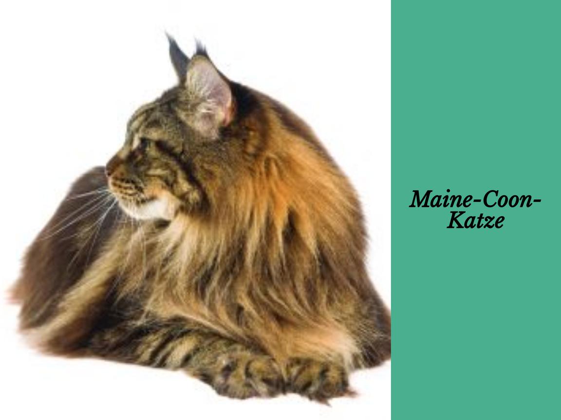 Maine-Coon-Katze