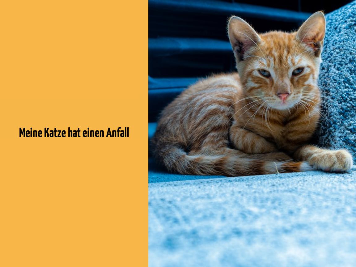 Meine Katze hat einen Anfall