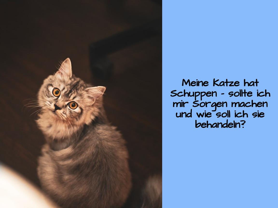 Meine Katze hat Schuppen – sollte ich mir Sorgen machen und wie soll ich sie behandeln?