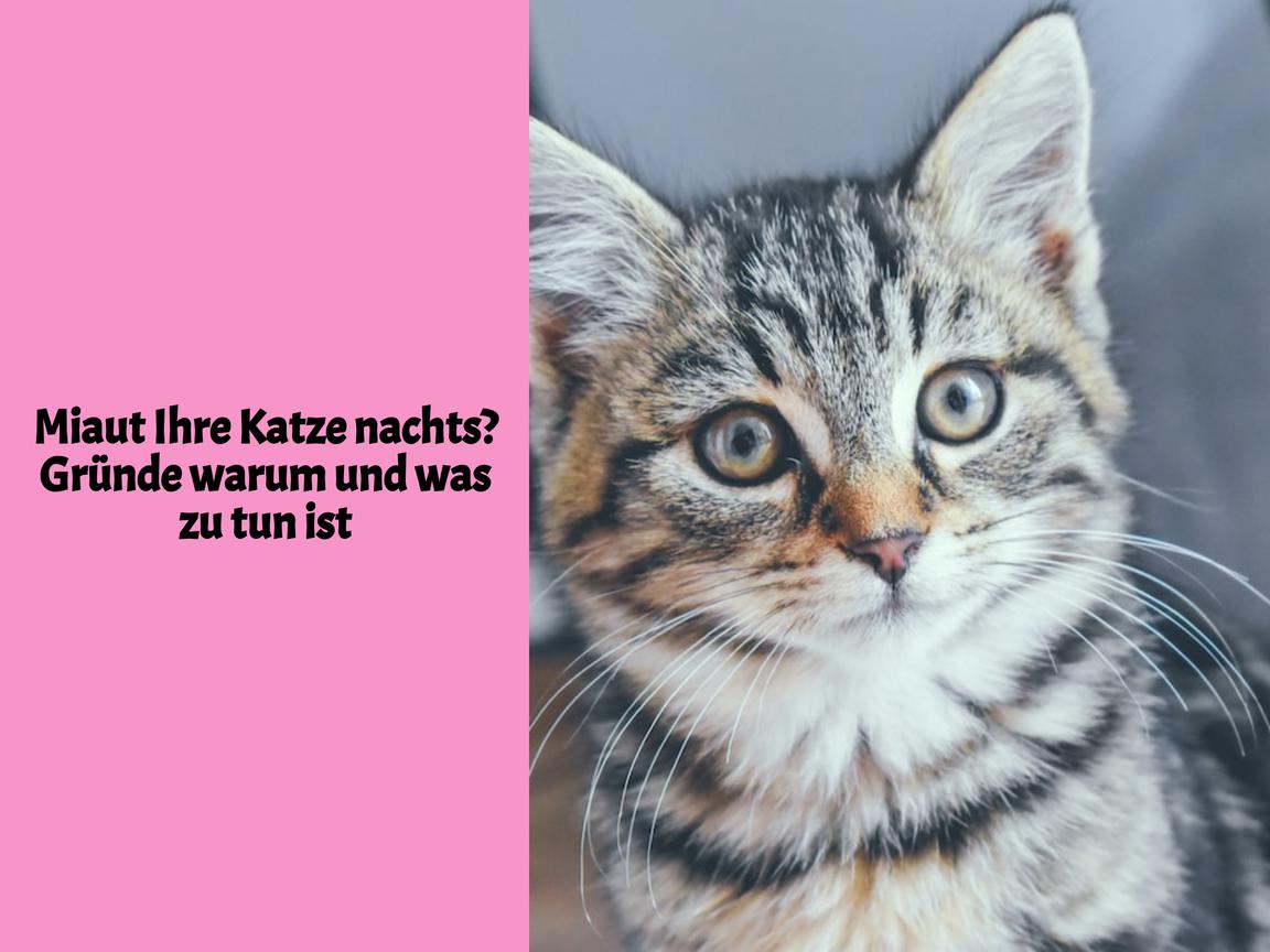 Miaut Ihre Katze nachts? Gründe warum und was zu tun ist