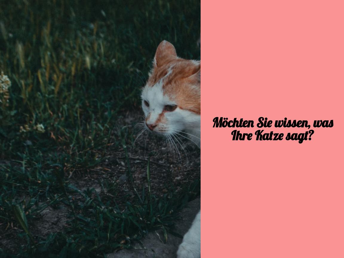 Möchten Sie wissen, was Ihre Katze sagt?