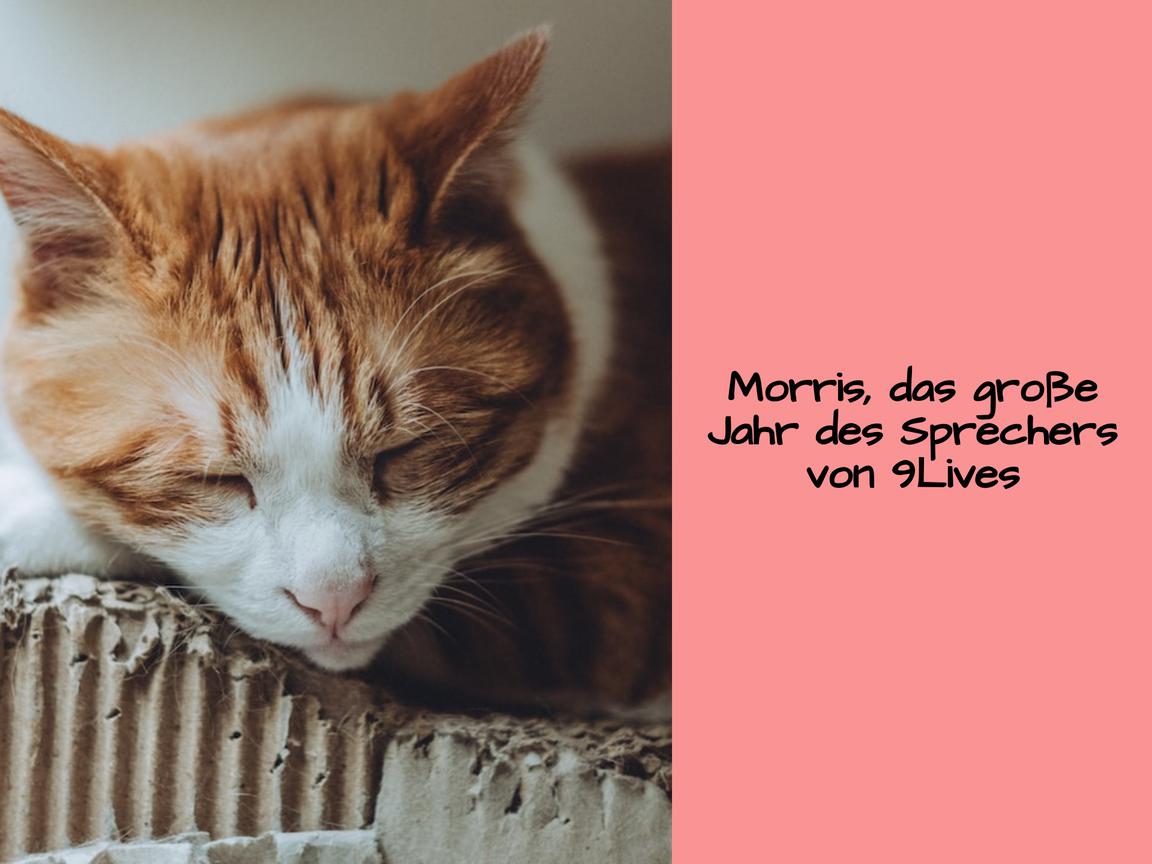 Morris, das große Jahr des Sprechers von 9Lives