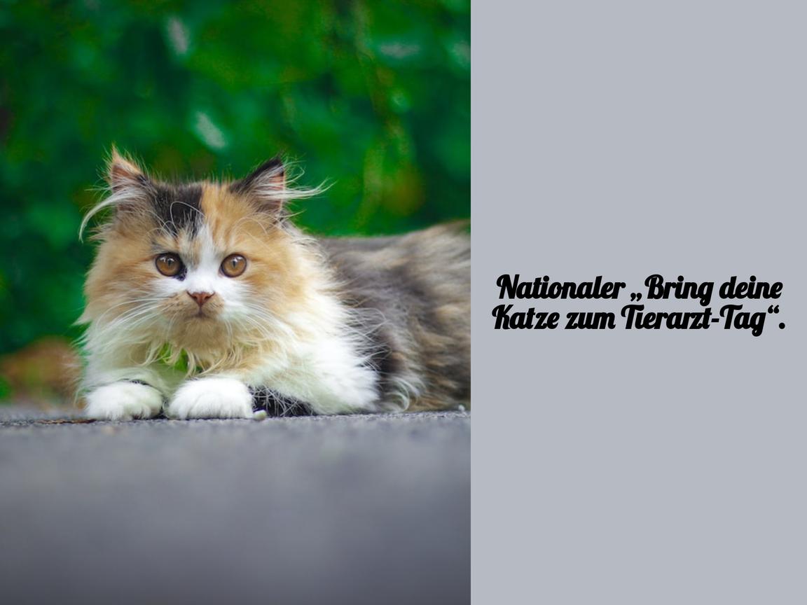 Nationaler „Bring deine Katze zum Tierarzt-Tag“.