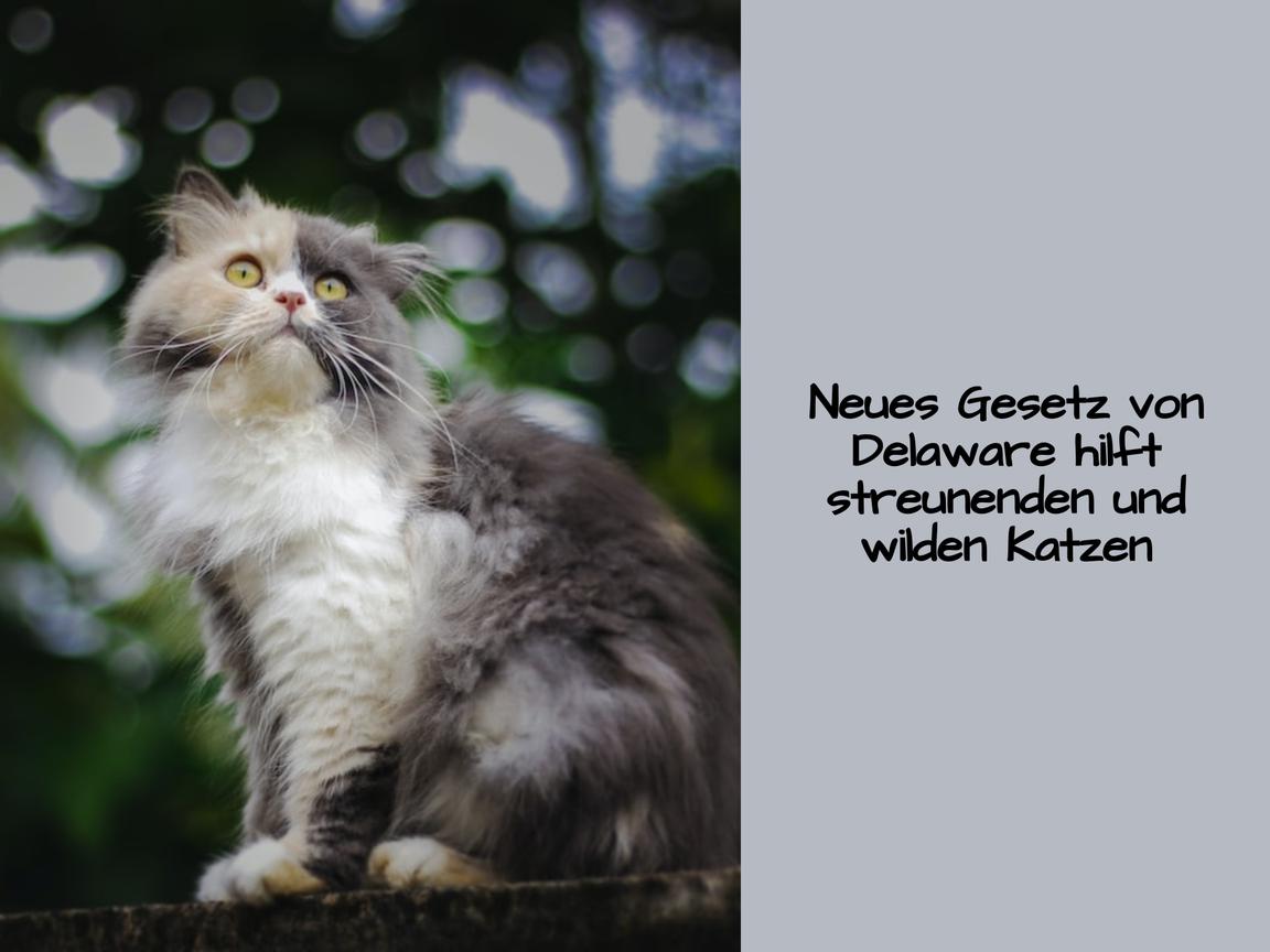 Neues Gesetz von Delaware hilft streunenden und wilden Katzen