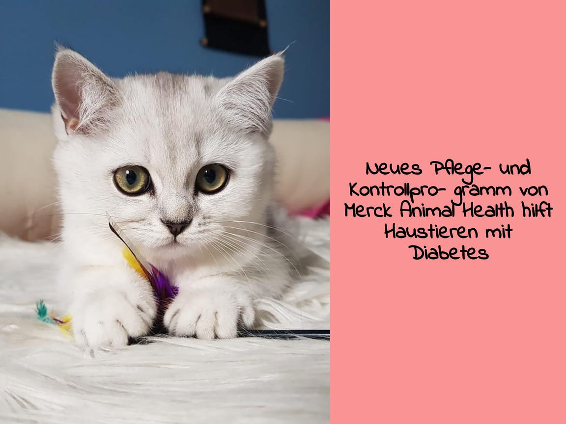 Neues Pflege- und Kontrollprogramm von Merck Animal Health hilft Haustieren mit Diabetes