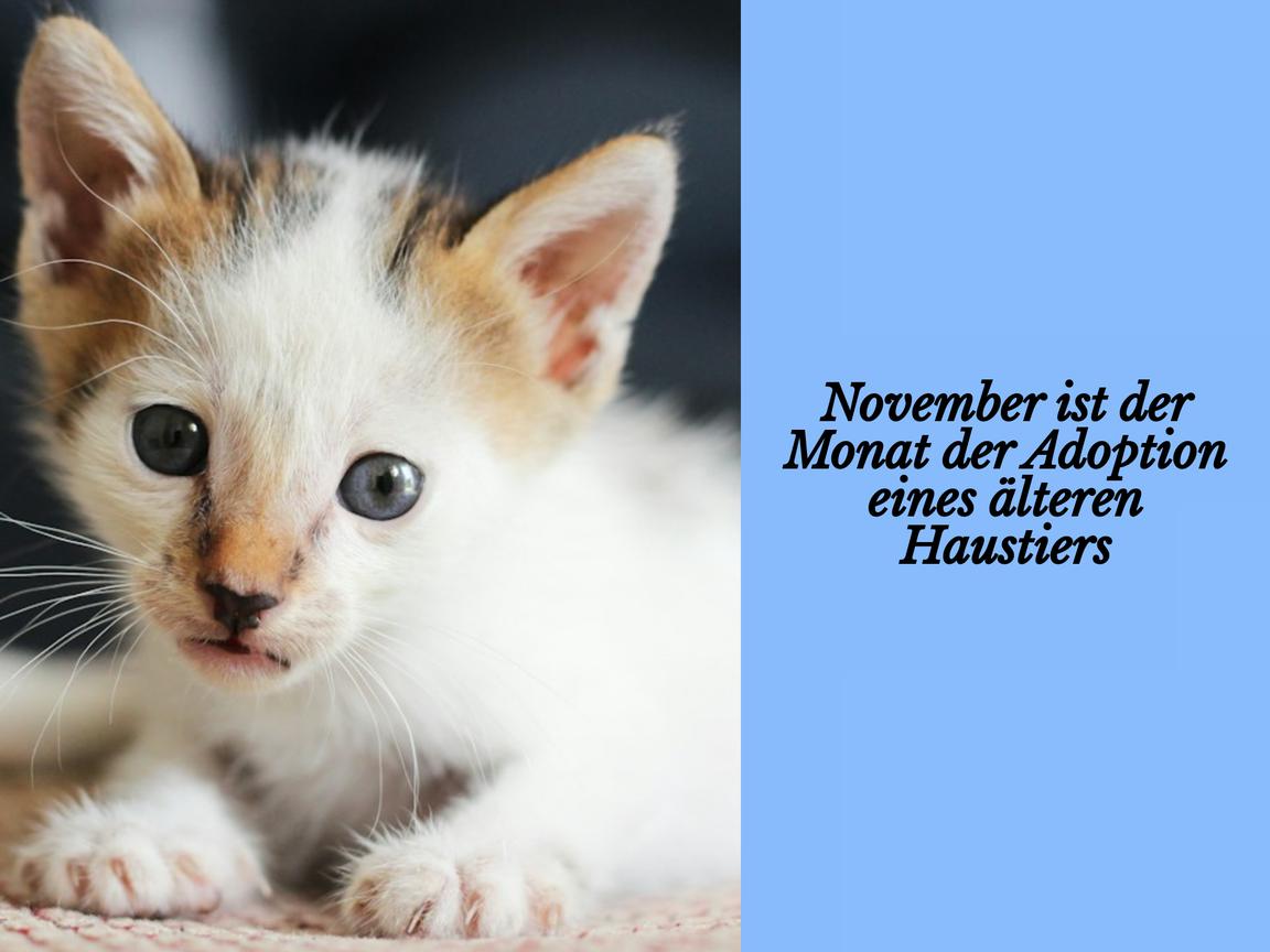 November ist der Monat der Adoption eines älteren Haustiers