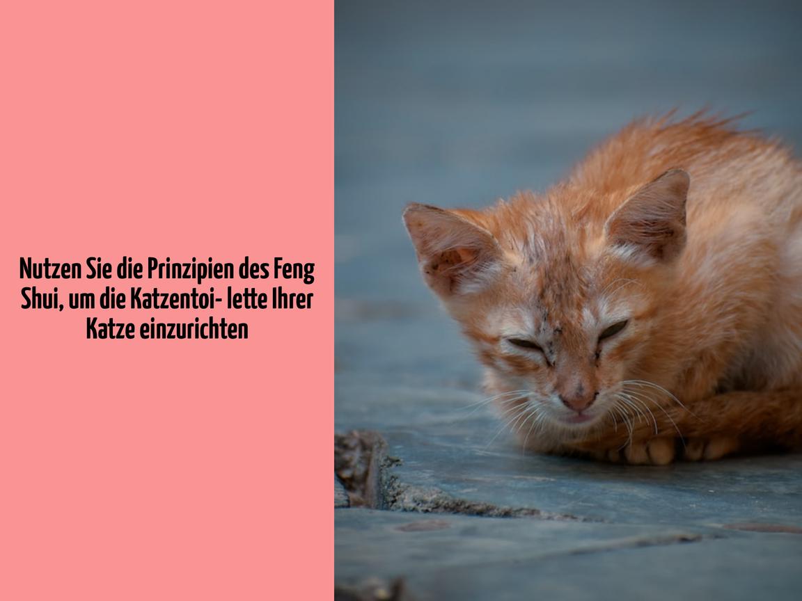 Nutzen Sie die Prinzipien des Feng Shui, um die Katzentoilette Ihrer Katze einzurichten