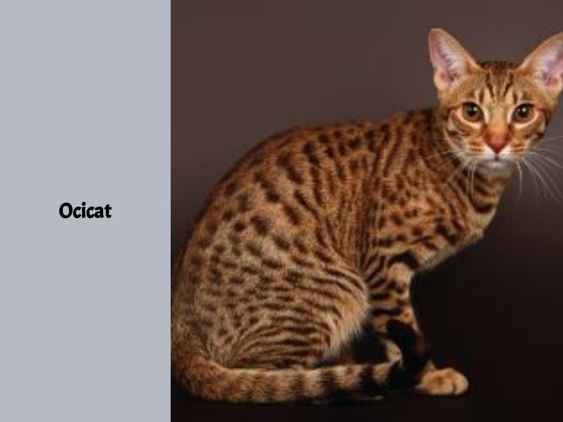 Ocicat