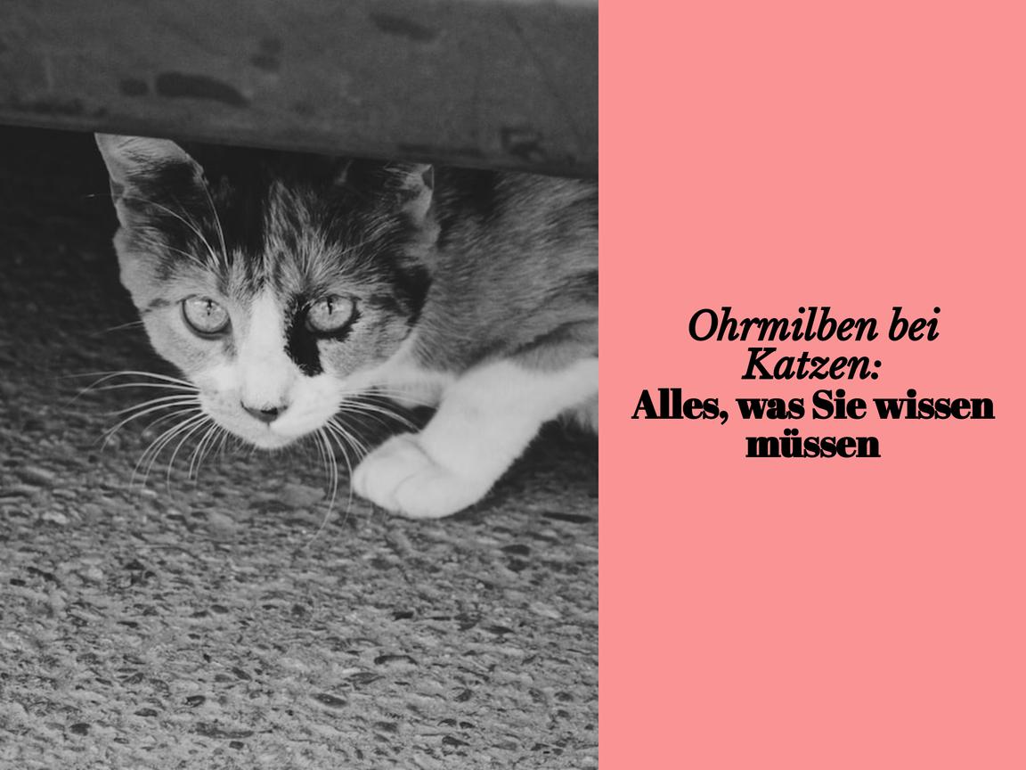 Ohrmilben bei Katzen: Alles, was Sie wissen müssen