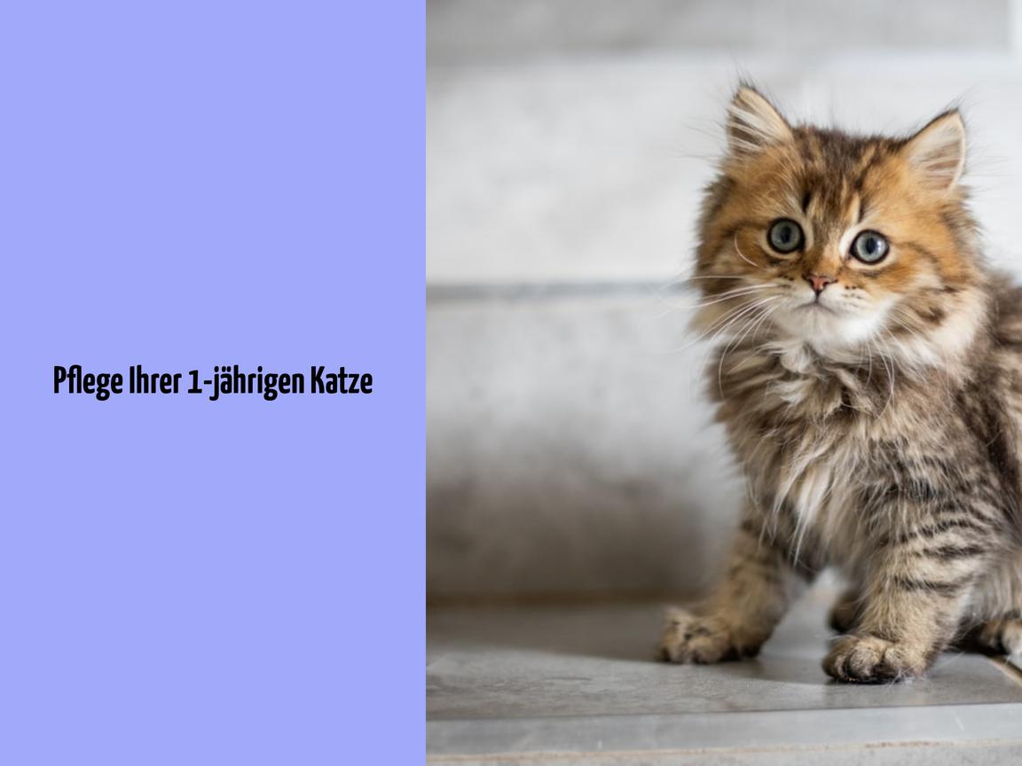 Pflege Ihrer 1-jährigen Katze