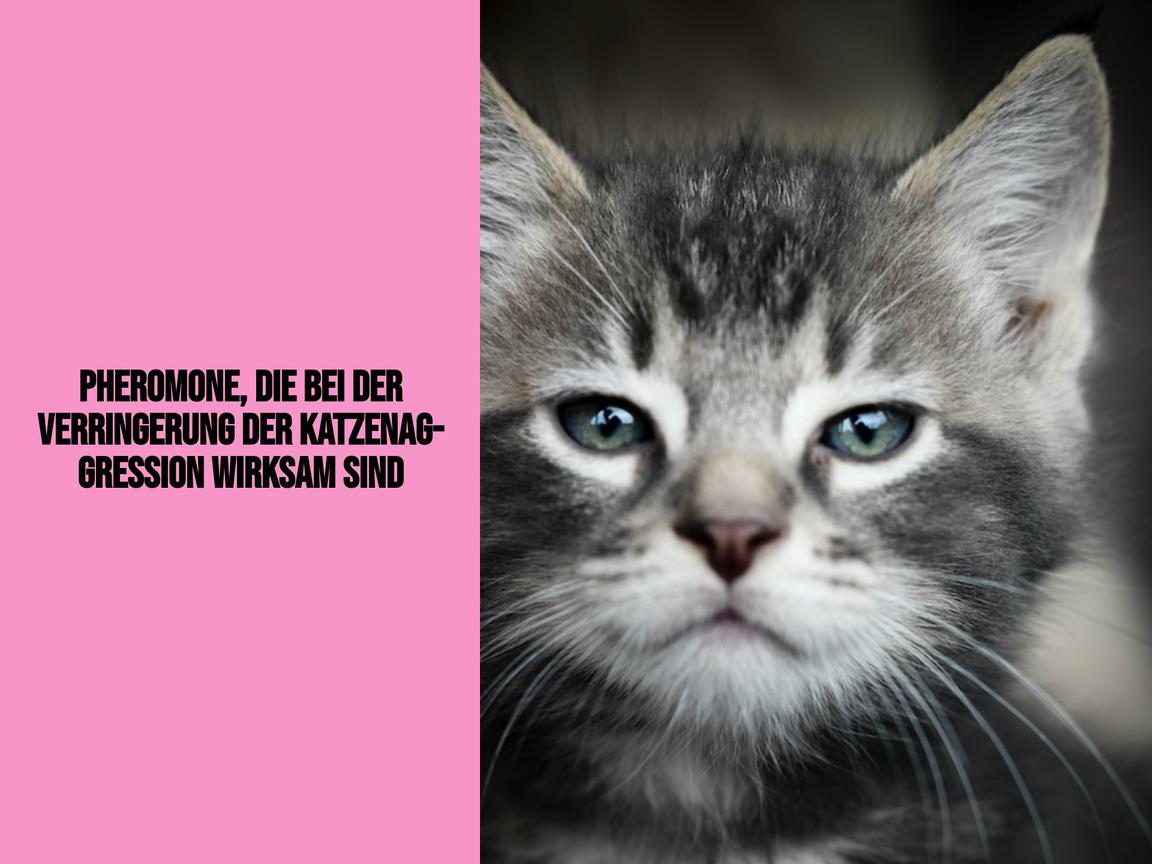 Pheromone, die bei der Verringerung der Katzenaggression wirksam sind