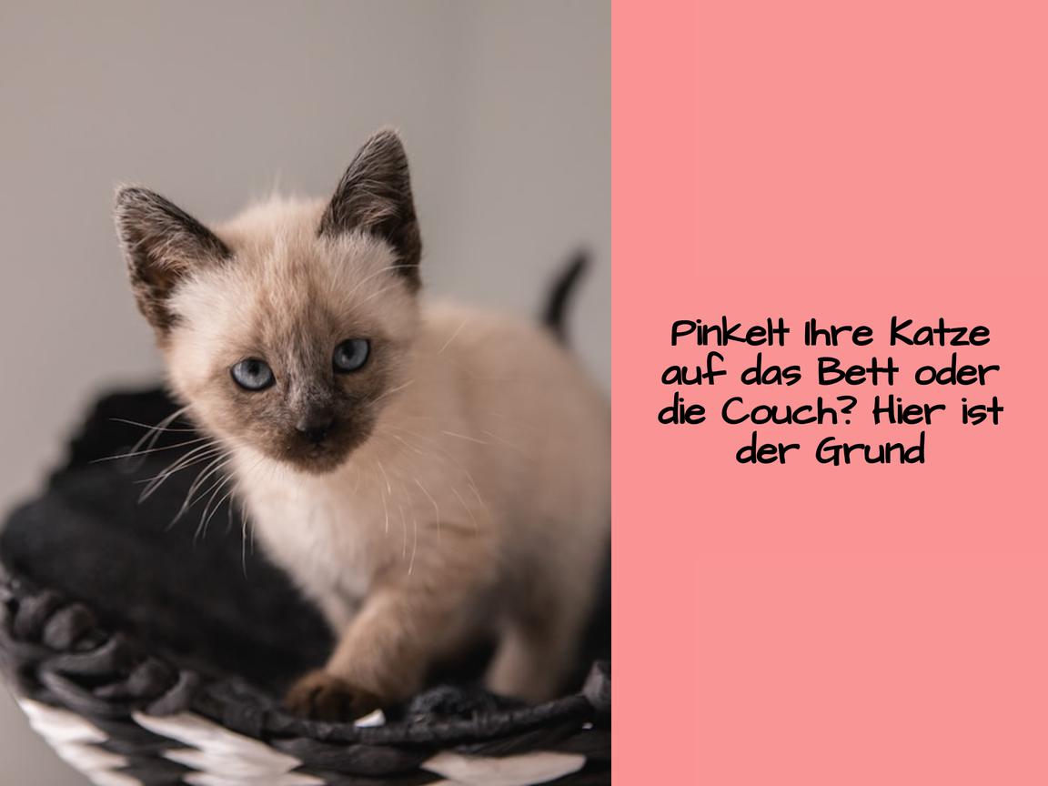 Pinkelt Ihre Katze auf das Bett oder die Couch? Hier ist der Grund