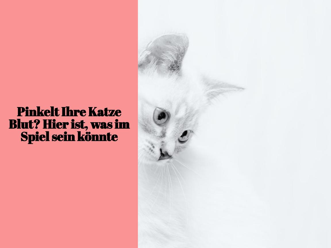 Pinkelt Ihre Katze Blut? Hier ist, was im Spiel sein könnte