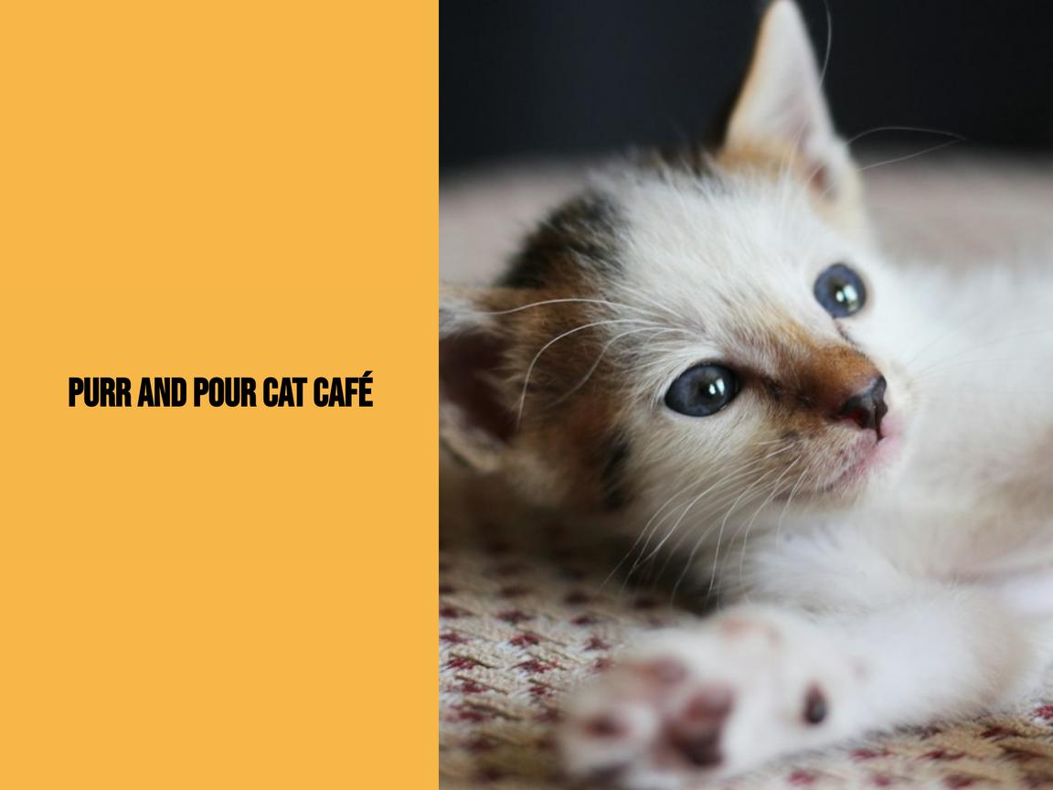 Purr and Pour Cat Café