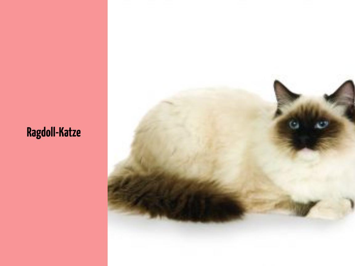 Ragdoll-Katze