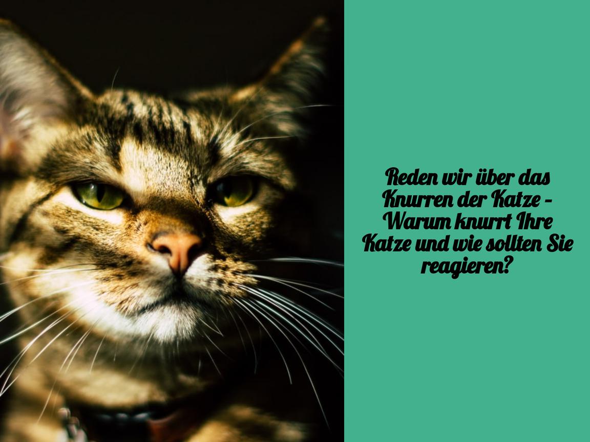 Reden wir über das Knurren der Katze – Warum knurrt Ihre Katze und wie sollten Sie reagieren?