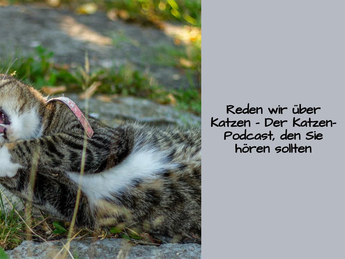 Reden wir über Katzen – Der Katzen-Podcast, den Sie hören sollten