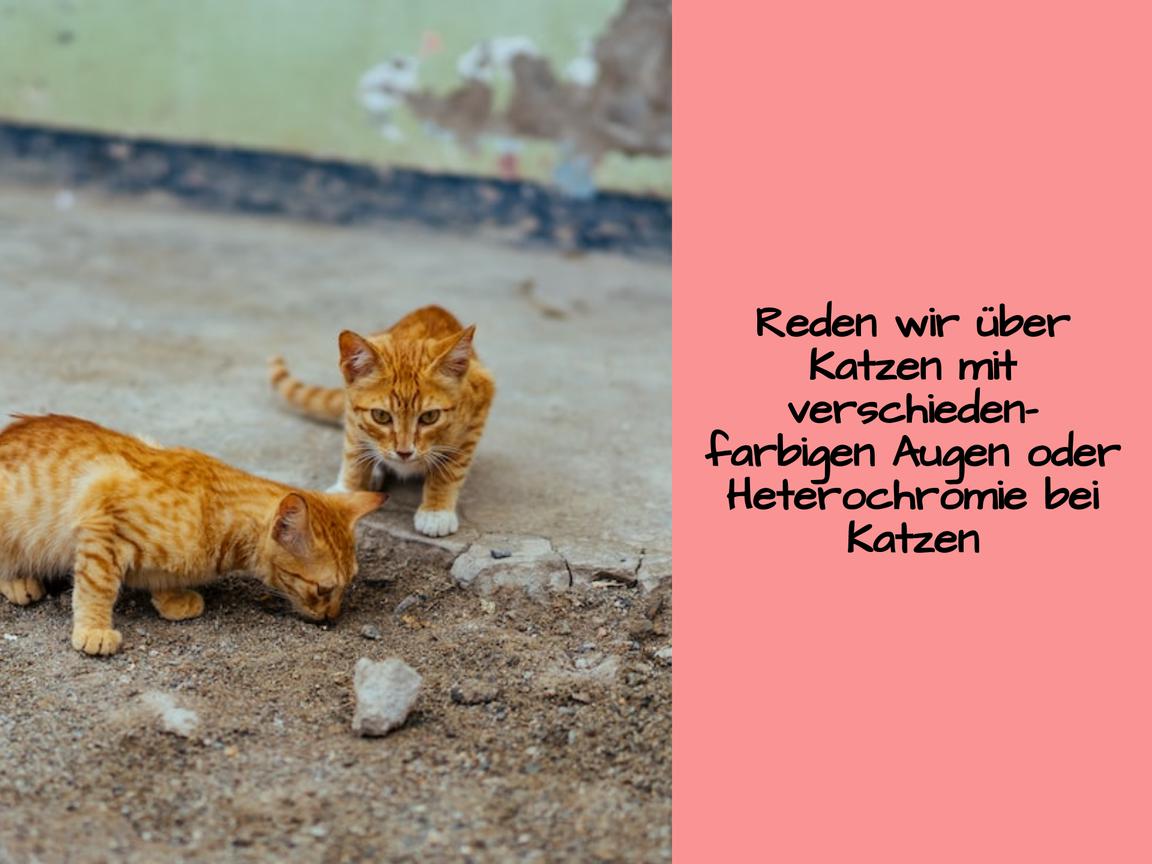 Reden wir über Katzen mit verschiedenfarbigen Augen oder Heterochromie bei Katzen