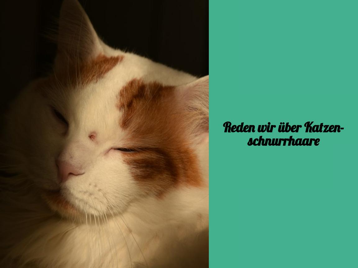 Reden wir über Katzenschnurrhaare