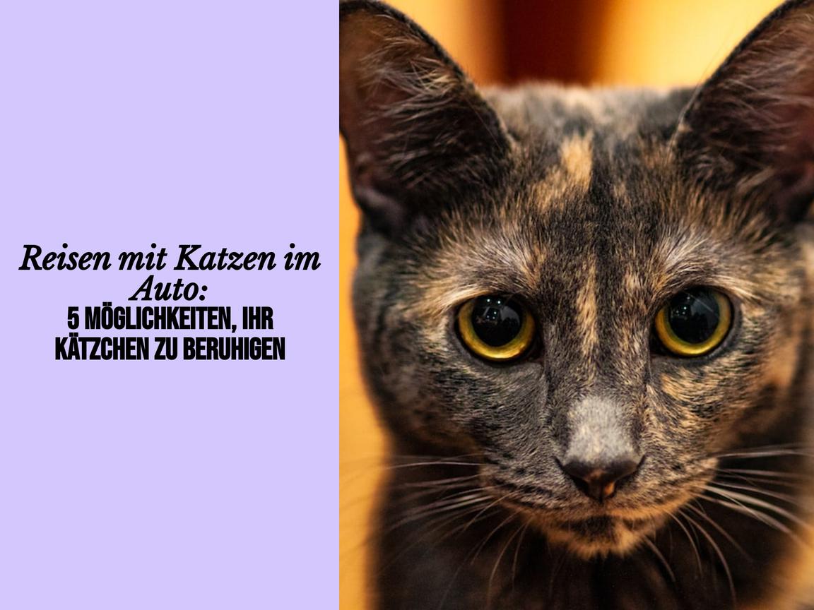 Reisen mit Katzen im Auto: 5 Möglichkeiten, Ihr Kätzchen zu beruhigen